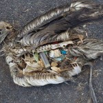 Trash that has found its way to the ocean can be deadly to wildlife.