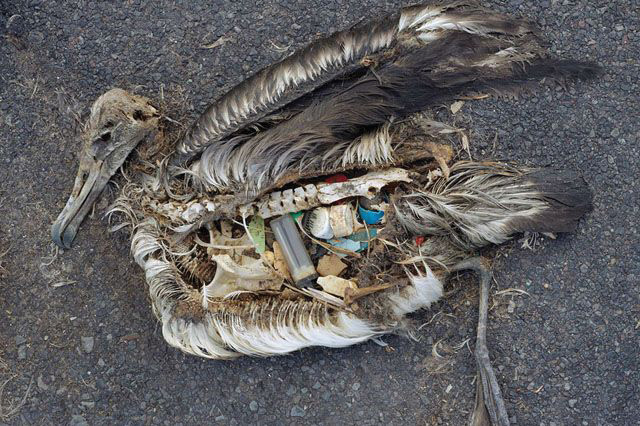 Trash that has found its way to the ocean can be deadly to wildlife.